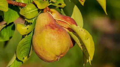 Як правильно обрізати грушу, щоб отримати величезний урожай: поради садівників - фото