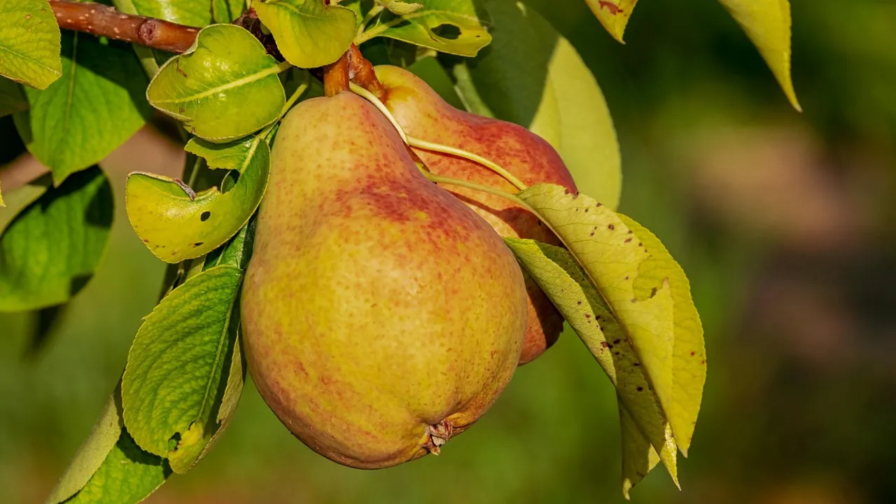 Як правильно обрізати грушу, щоб отримати величезний урожай: поради садівників 