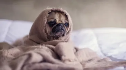 Ночі в Україні похолоднішають до +7°: синоптик розказав, де впаде температура - фото