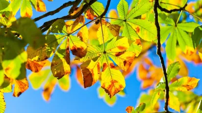 В Україні нашестя небезпечного шкідника: на що полює комаха - фото