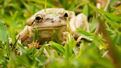 Що означає фразеологізм “жаба цицьки дасть” — відповідь Авраменка - фото