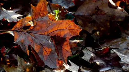 Коли в Україну прийде похолодання: прогноз синоптика - фото