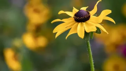 В Україні триває бабине літо: прогноз від Наталки Діденко - фото