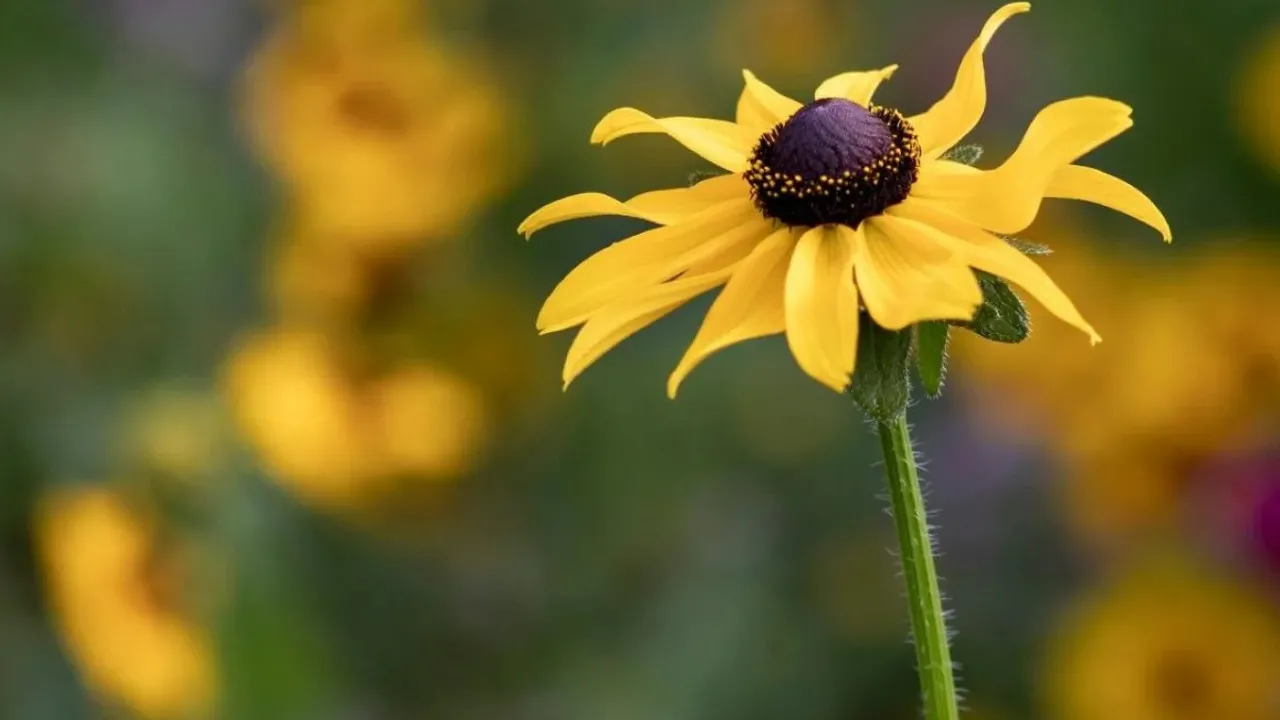 В Україні триває бабине літо: прогноз від Наталки Діденко 