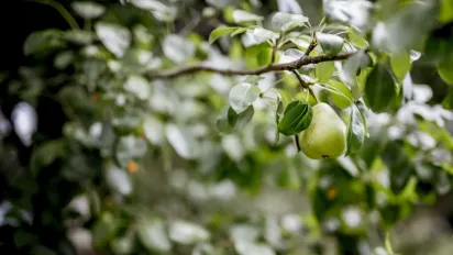 Вересень — не час для обрізки фруктових дерев: що потрібно знати садівникам - фото