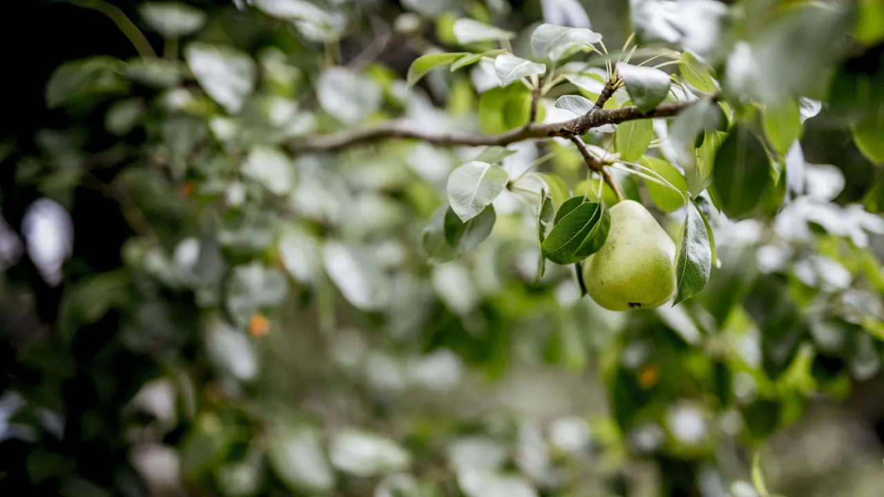 Вересень — не час для обрізки фруктових дерев: що потрібно знати садівникам 