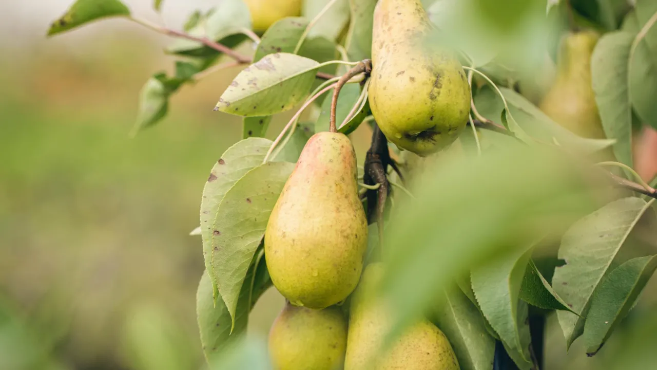 Коли та як обрізати грушу для великих і солодких плодів 