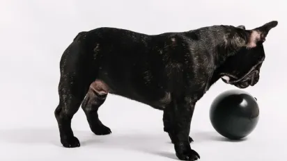 5 порід собак, які найчастіше хворіють: що мають знати майбутні власники - фото