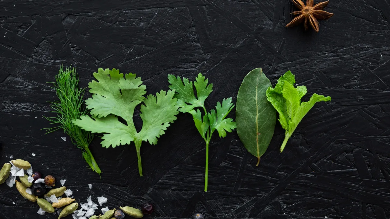 Найшвидші трави для городу та підвіконня: збір зелені вже через кілька днів 