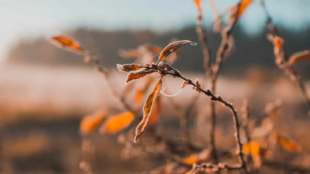 Коли в Україні стане прохолодніше: синоптикиня Діденко назвала точні дати 