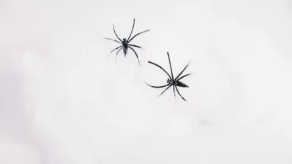 Простий спосіб вигнати павуків із квартири та приватного будинку: рецепт натурального спрею - фото