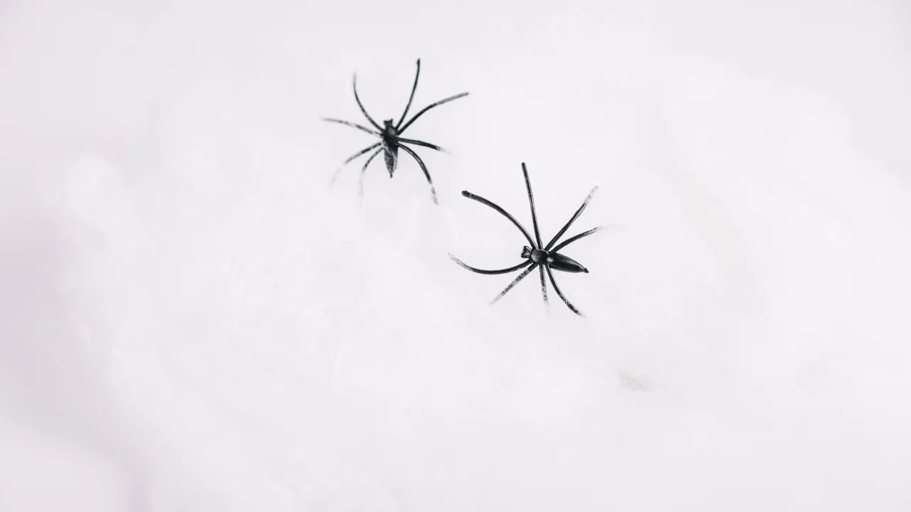 Простий спосіб вигнати павуків із квартири та приватного будинку: рецепт натурального спрею 