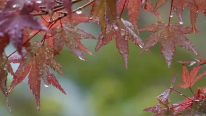 В Україну йдуть осінні дощі: накриє всю країну - фото