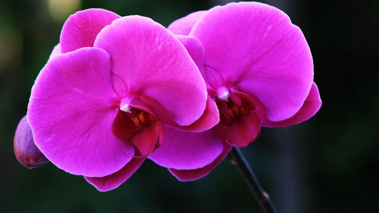 Як правильно пересадити орхідею: прості й дієві поради 