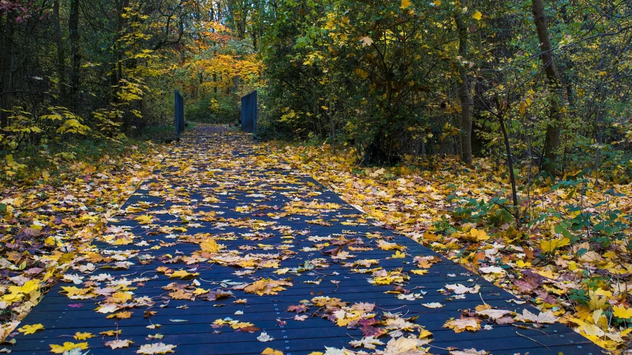 Що розкладали на підвіконні 9 вересня, щоб нечисть не знала дороги в дім: народні прикмети 