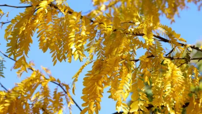 "Теплі дні та осінні дощі": якою буде погода в Україні найближчим часом - фото