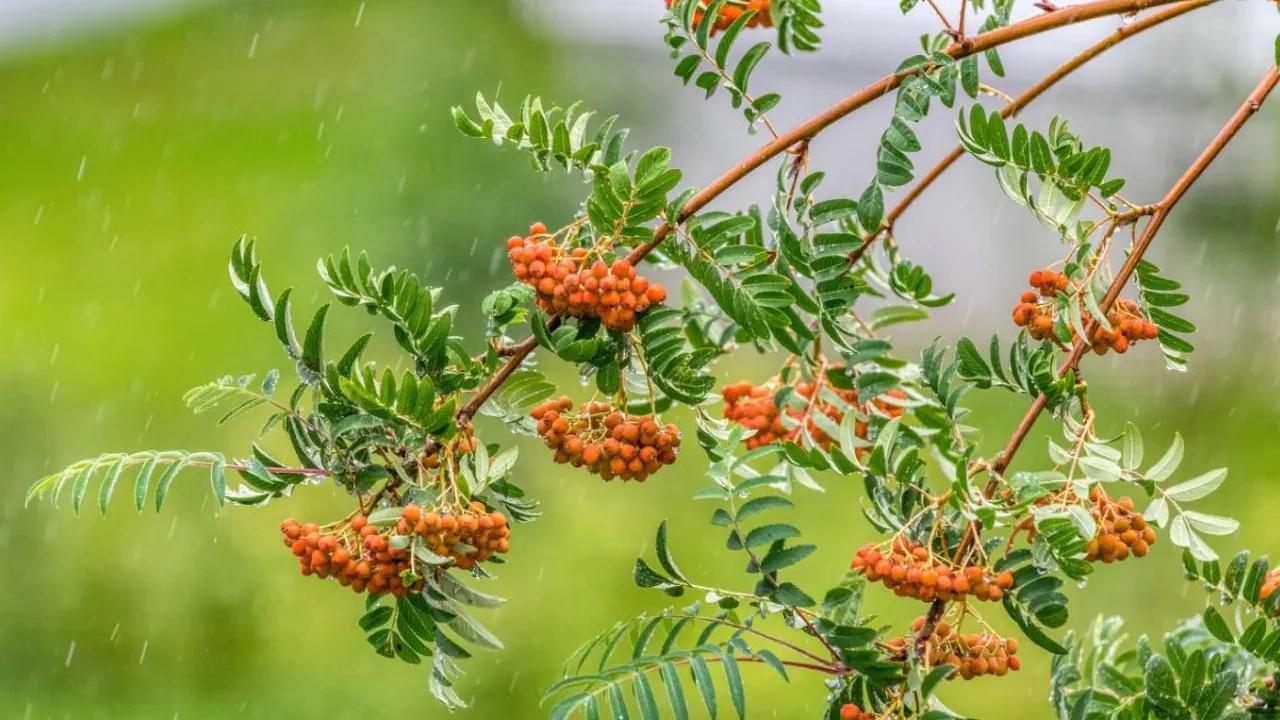 Синоптикиня Діденко розказала, як зміниться погода в Україні 