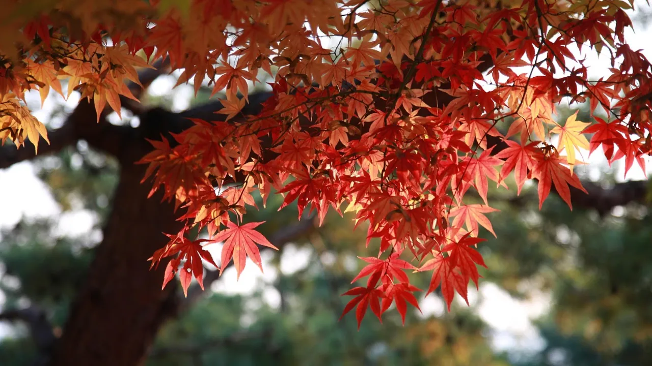 Синоптикиня попередила про незвичну температуру в Україні 10 вересня 