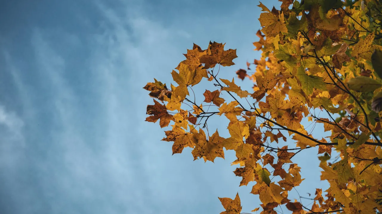 Вересневе тепло: яку максимальну температуру прогнозують та коли чекати прохолоду 