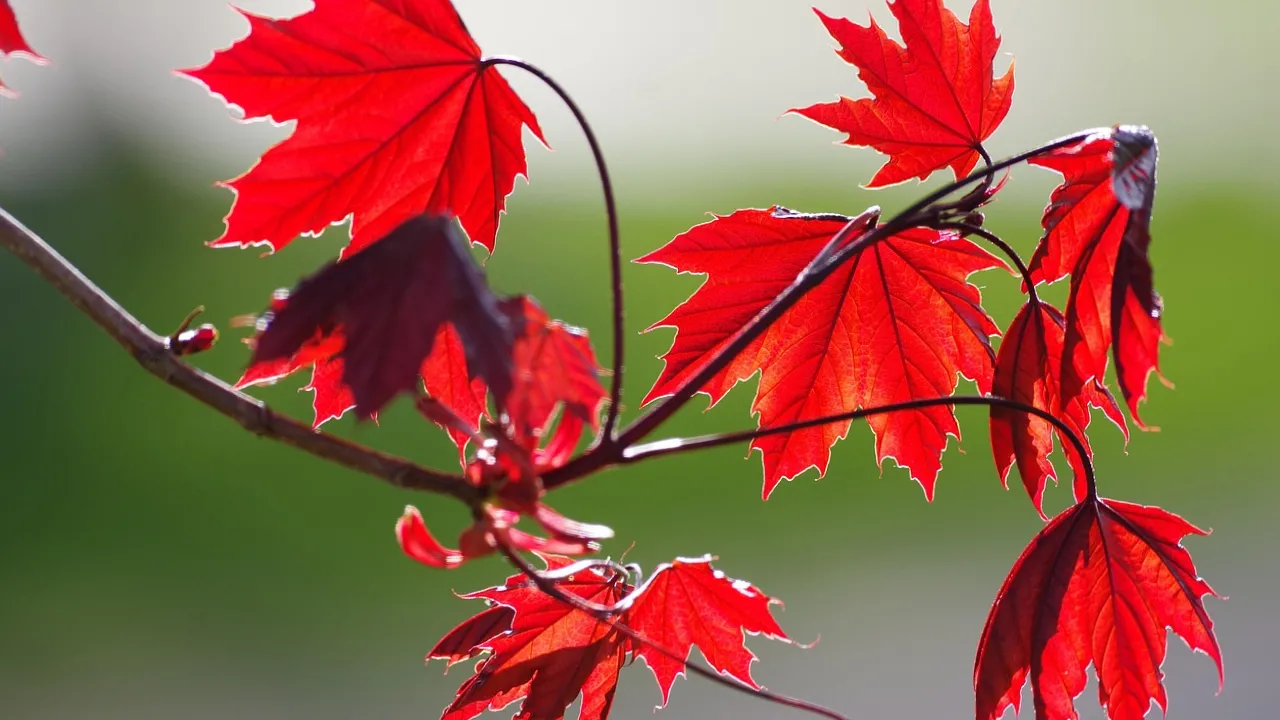 Що приносили в дім 10 вересня, щоб щастя оселилось у домі: народні прикмети 