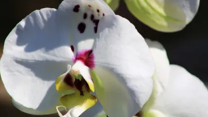 Як підживити орхідеї восени, щоб забезпечити пишне цвітіння: поради квітникарям - фото