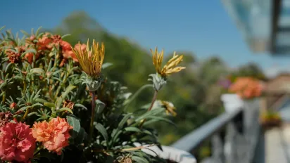 Квіти-помічниці для плодових: як прості однолітники можуть підвищити врожай яблунь, вишень і слив - фото