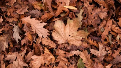 Що не можна підбирати із землі 11 вересня, щоб не притягнути нещастя: народні прикмети - фото