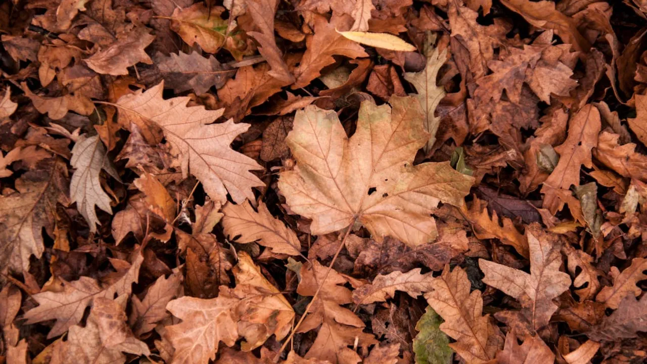 Що не можна підбирати із землі 11 вересня, щоб не притягнути нещастя: народні прикмети 