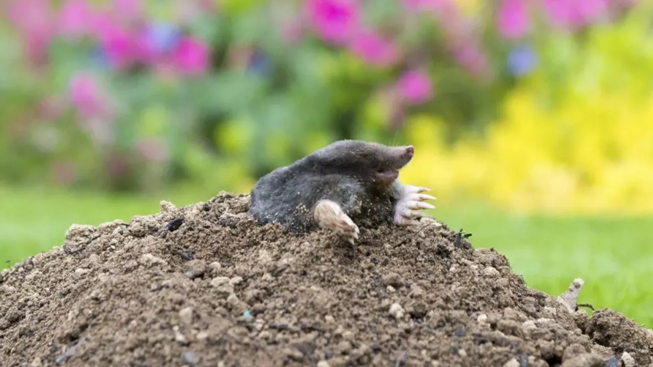 Як назавжди вигнати кротів з саду в осінній період: поради садівникам 