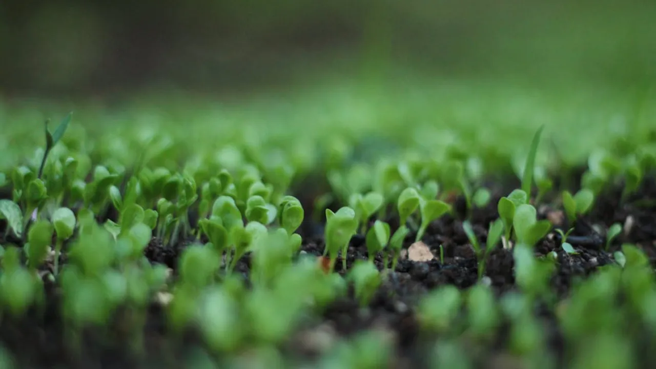 Город восени: як підготувати ґрунт і рослини до зими 