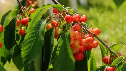 Чому не можна садити вишню поруч із яблунею - фото