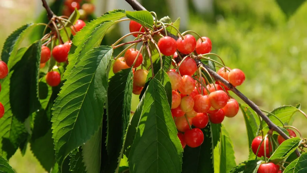 Чому не можна садити вишню поруч із яблунею 
