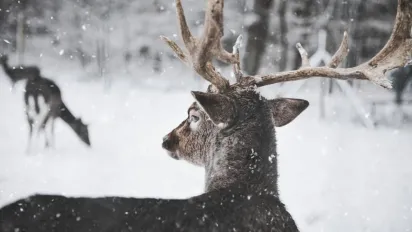 Чи будуть морози та сніг в Україні цієї зими: прогноз синоптика - фото