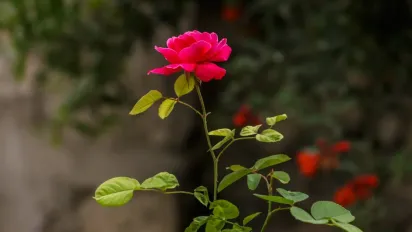 Коли обрізати троянди на зиму: ось на що потрібно орієнтуватися - фото