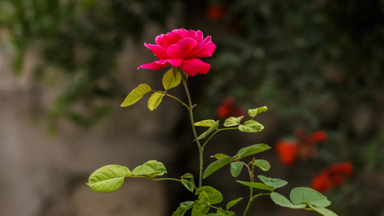 Коли обрізати троянди на зиму: ось на що потрібно орієнтуватися 