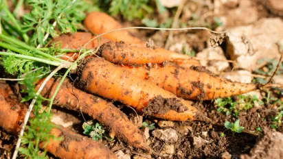 Морква та буряк взимку: чи можна залишати врожай у ґрунті - фото