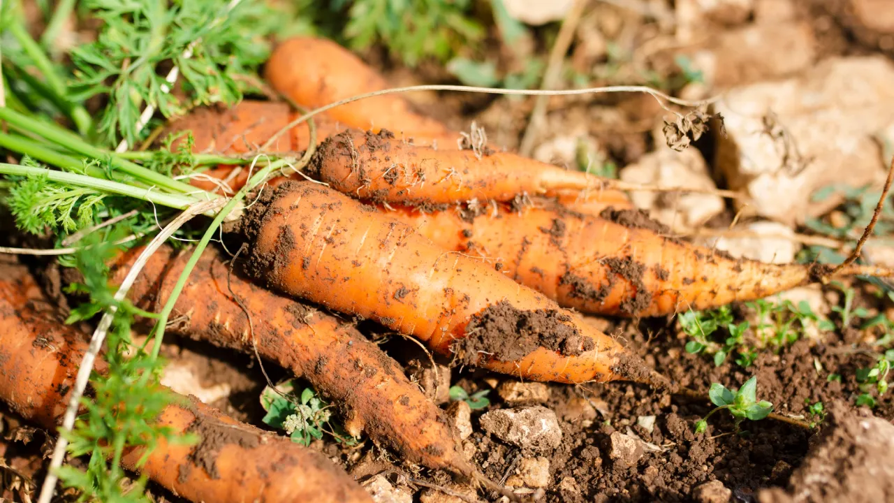 Морква та буряк взимку: чи можна залишати врожай у ґрунті 