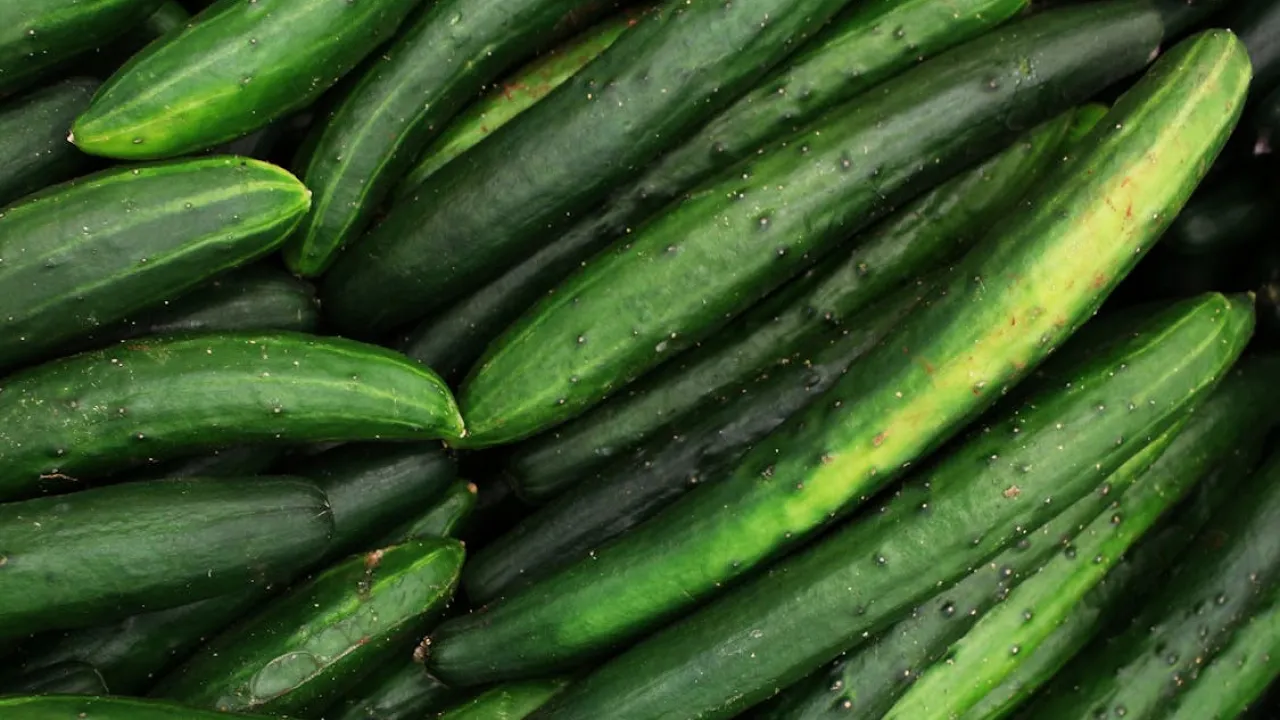 Чому огірки стають гіркими: головні причини та як цього позбутися 