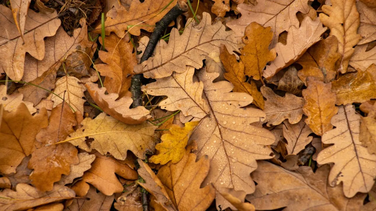 13 вересня - осінній Великдень: звичаї, прикмети та заборони свята 