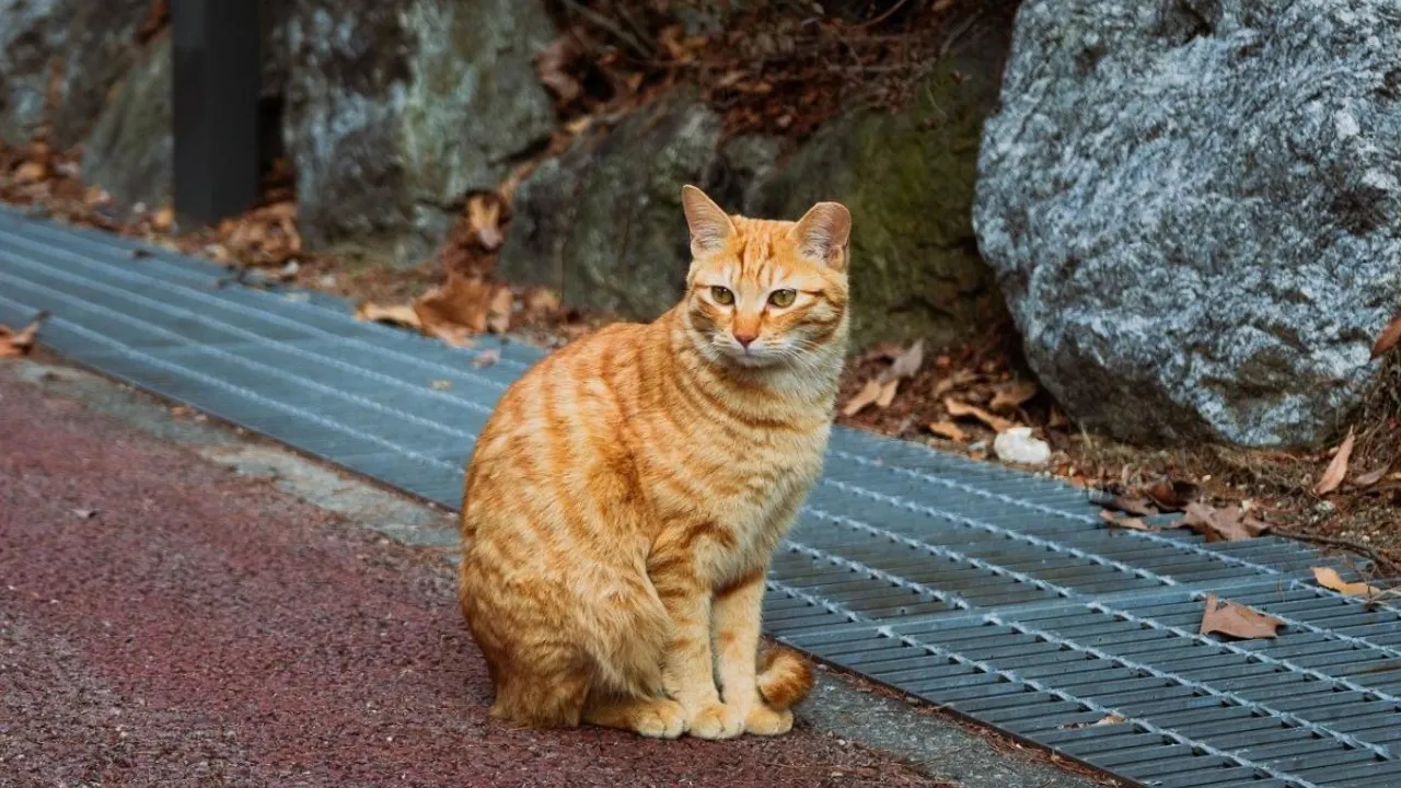 В Україні похолоднішає до +16°: названо області, де настане осінь 