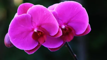 Як доглядати за орхідеями, щоб вони щороку радували цвітінням: поради квітникарям - фото