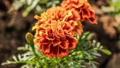 Навіщо садити чорнобривці під зиму: хитрість, яка врятує ваш город - фото