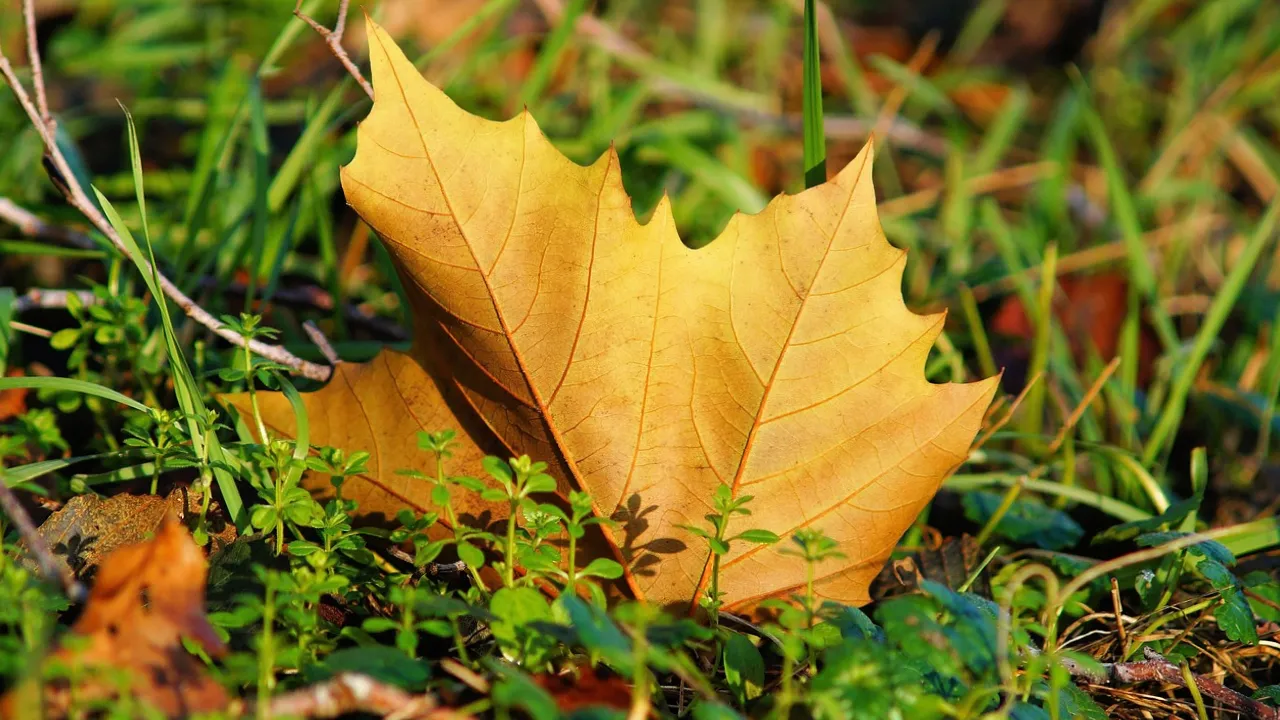 Погода в Україні 14 вересня: сухо, тепло й трохи осінніх сюрпризів 