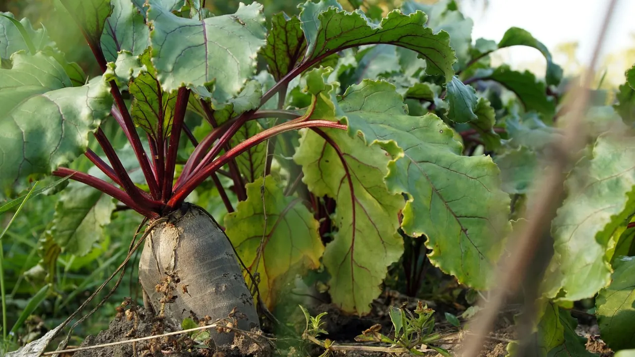 Встигніть це зробити: до якої мінімальної температури треба викопати моркву і буряк на зберігання 