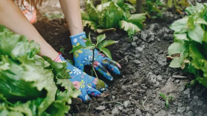 Ефективні методи боротьби з капустянкою: мильні пастки, пиво та настої - фото