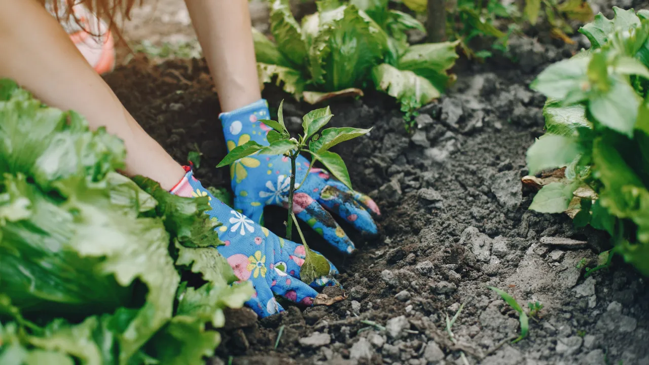 Ефективні методи боротьби з капустянкою: мильні пастки, пиво та настої 