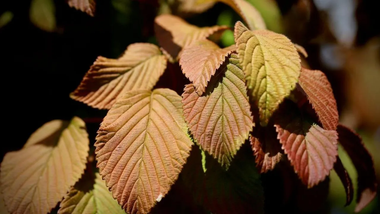 Осінь бере своє: стало відомо, як зміниться погода в Україні цього тижня 