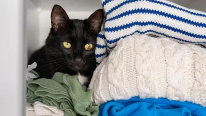 Швидкі способи прибрати шерсть кота чи собаки з одягу - фото