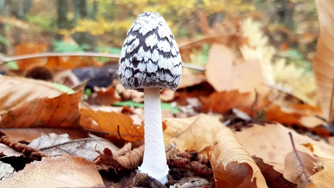 Дощі, грози й температура до +27°: якою буде погода цього тижня 