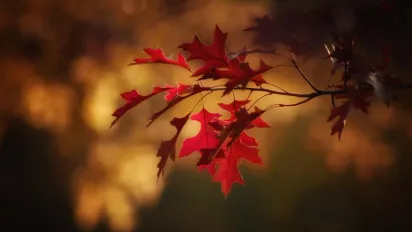 17 вересня — день Віри, Надії, Любові та їхньої матері Софії: звичаї, заборони та народні прикмети - фото